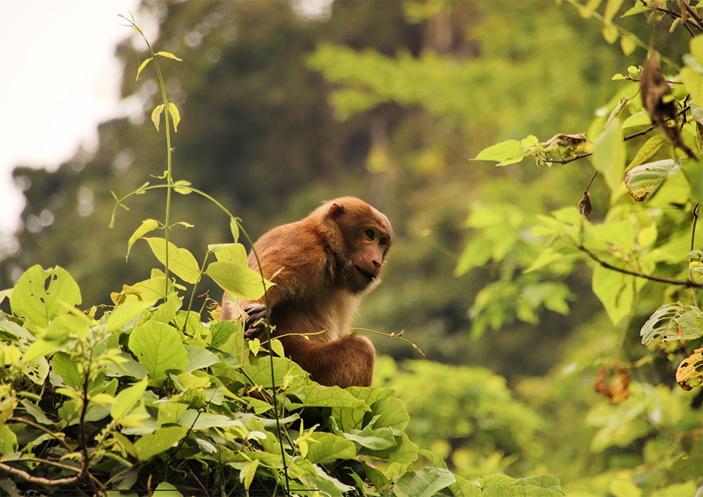 Option 6: Tam Coc - Cuc Phuong National Park Private tour – 2 Days 1 Night